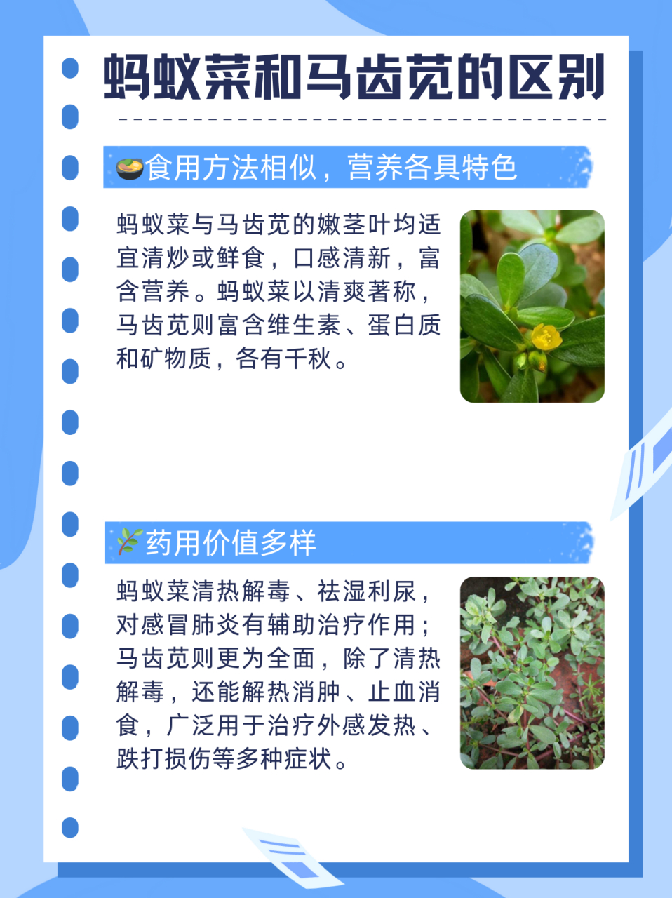 蚂蚁菜和马齿苋的区别  蚂蚁菜和马齿苋是指同一野菜.