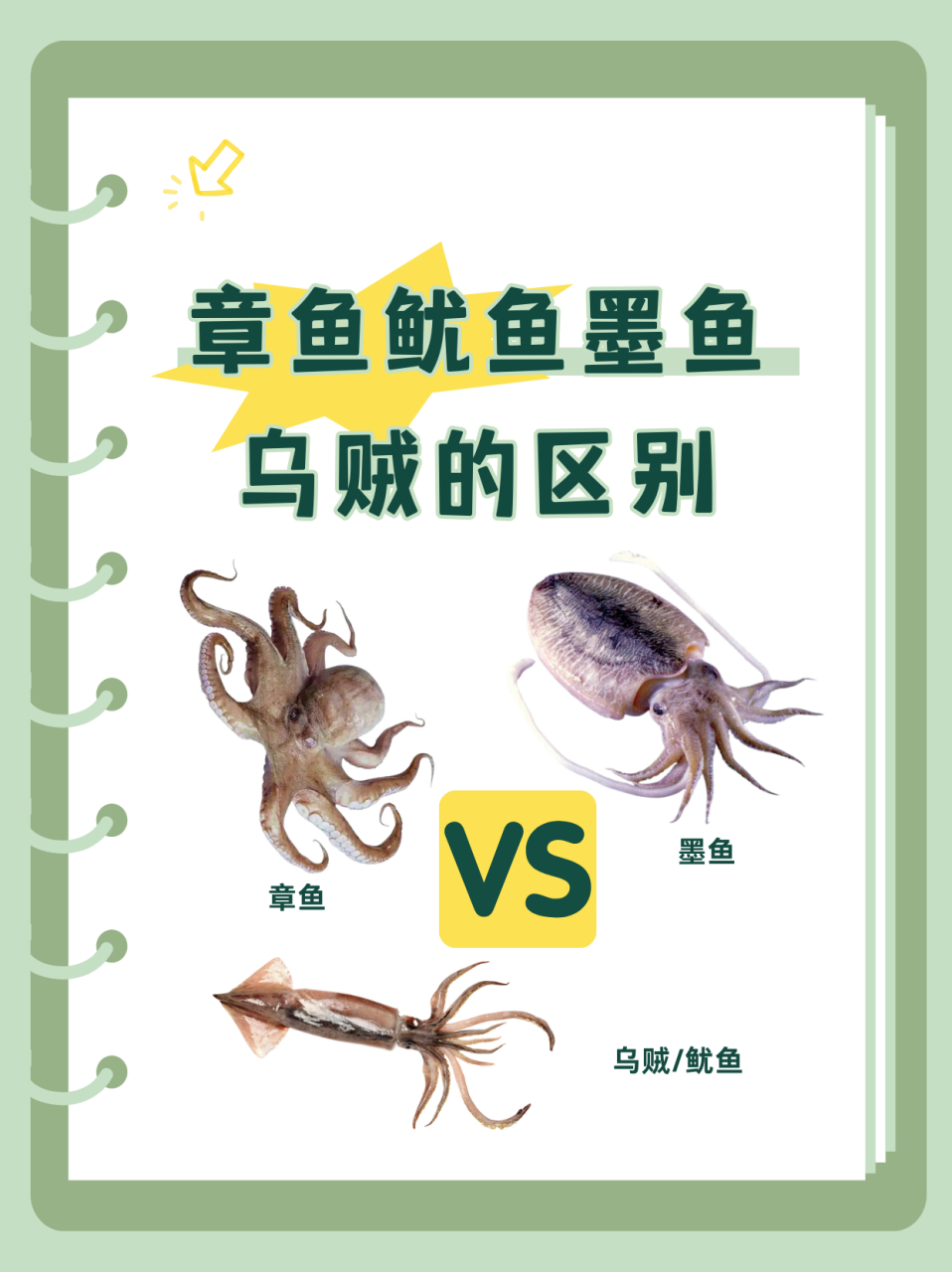 章鱼鱿鱼墨鱼乌贼的区别  一,科目不同 章鱼:八腕目章鱼科.