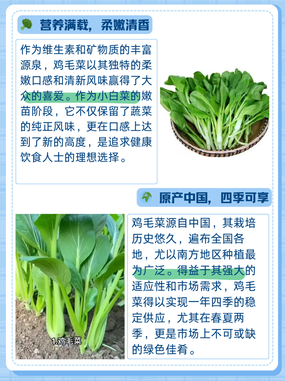 鸡毛菜的生长过程图片图片