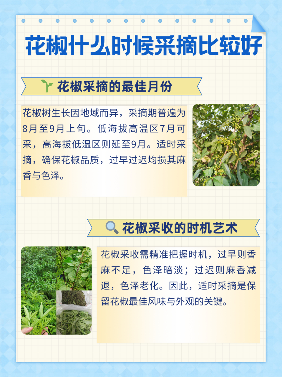 花椒树在不同的地方生长发育和成熟时间有一定的差异,采摘期一般从8