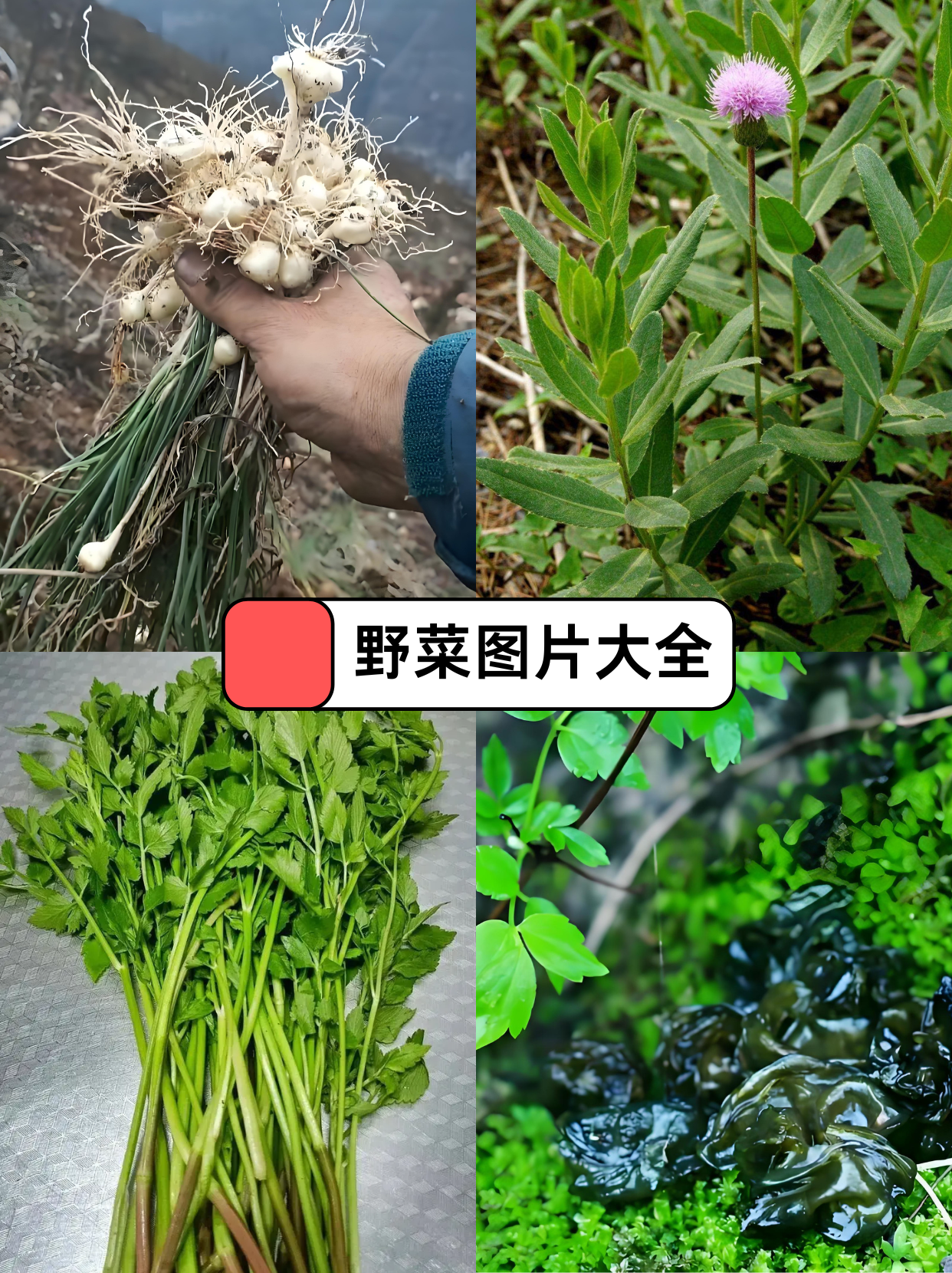 狗牙半野菜的功效图片