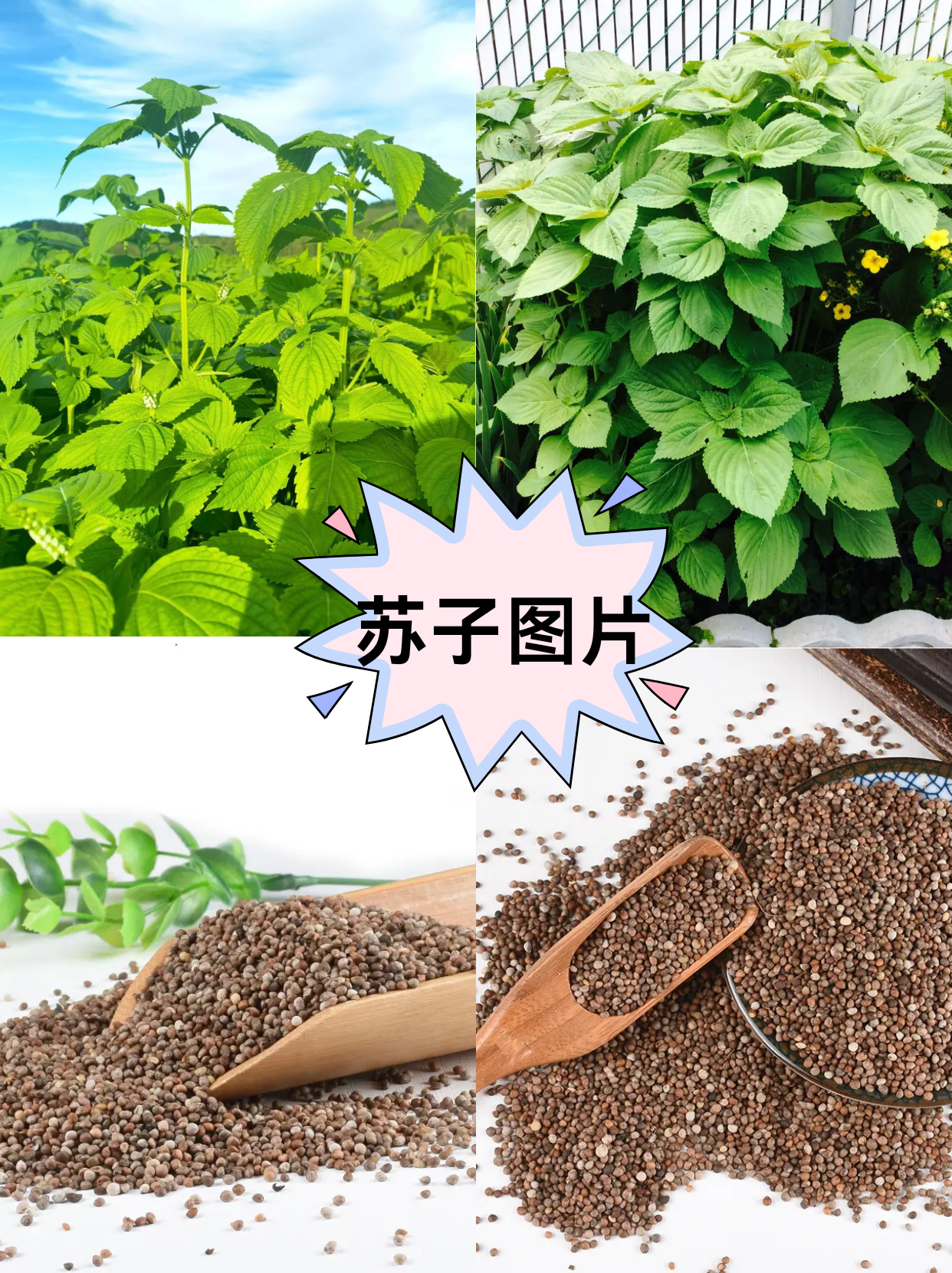 苏子图片  苏子的叶子,花朵和果实都有着独特的美感,同时它还具有药用