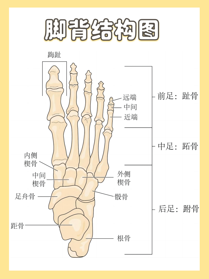 脚背作为走路时的关键区域