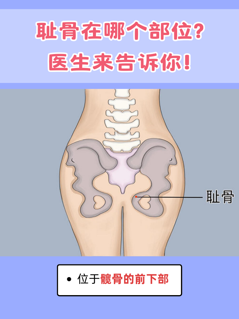 耻骨在哪个部位?医生来告诉你!
