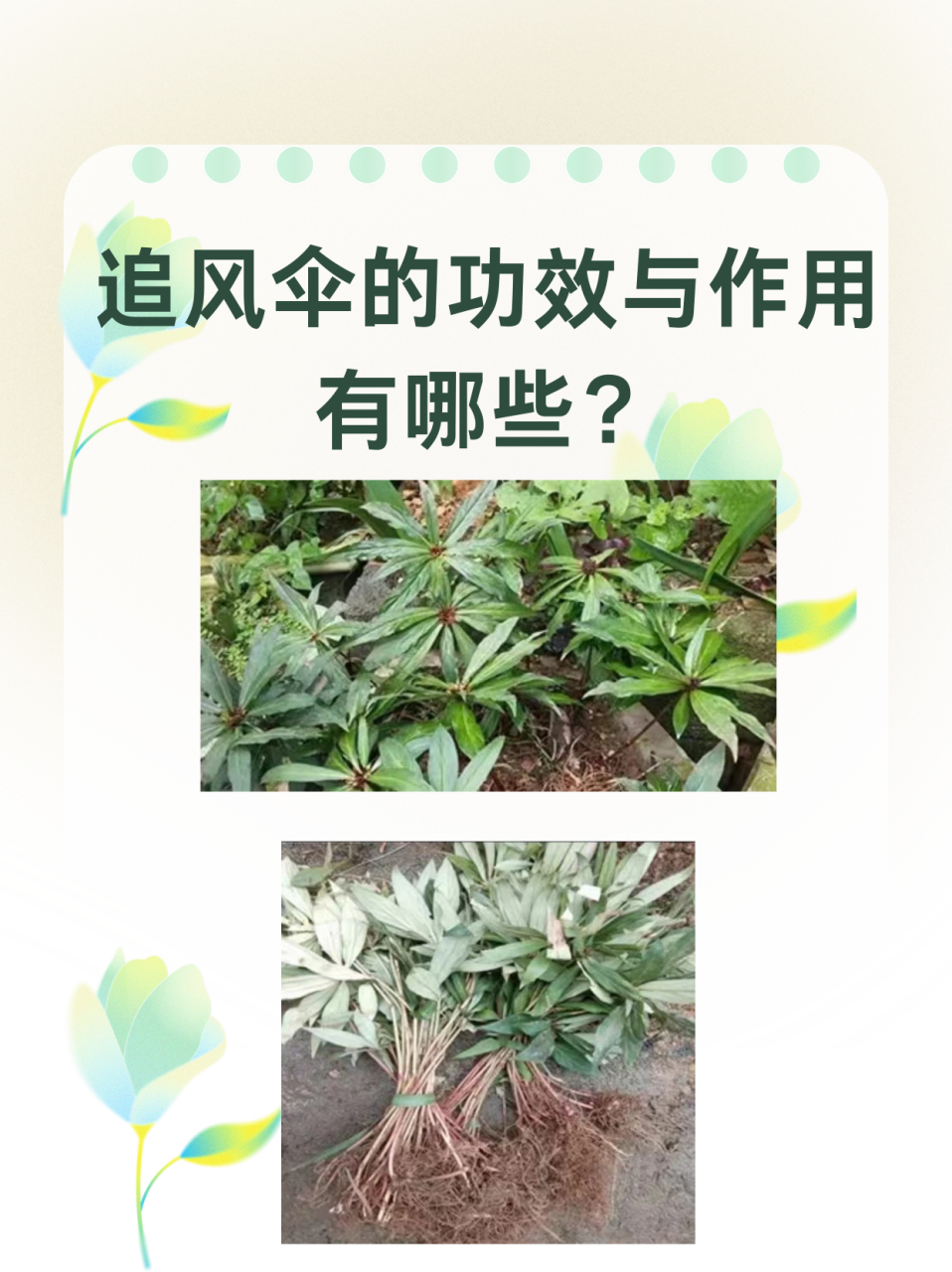 追风伞的功效与作用有哪些 从古至今,追风伞因其独特的药用特性而备受