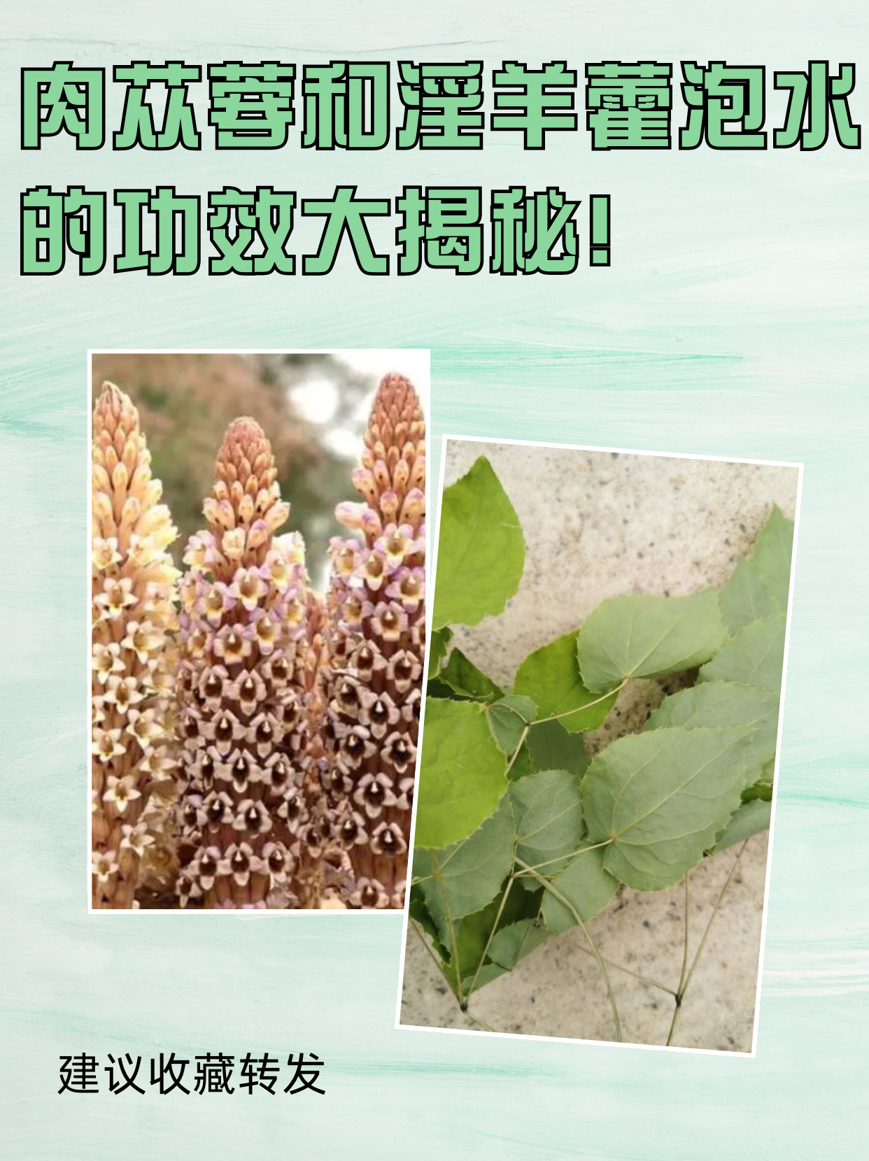 肉苁蓉和淫羊藿泡水的功效 肉苁蓉和淫羊藿泡水饮用是一种常见的养生