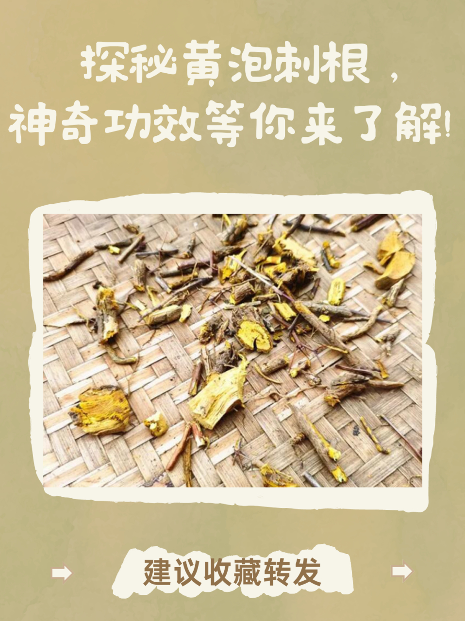 黄泡刺根的功效和作用 黄泡刺根作为一种天然的植物药材,具有一定的