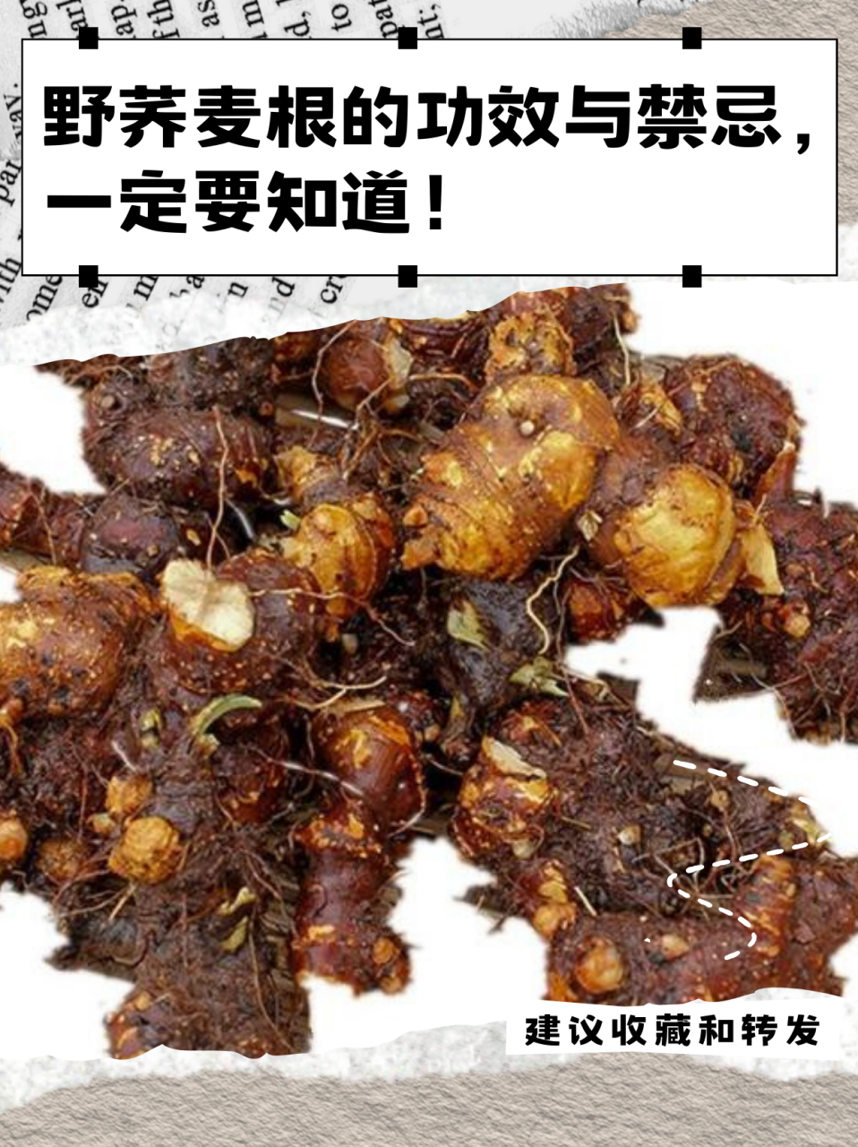 野荞麦根的功效与禁忌 野荞麦根具有多样的功效与作用,在健康领域发挥