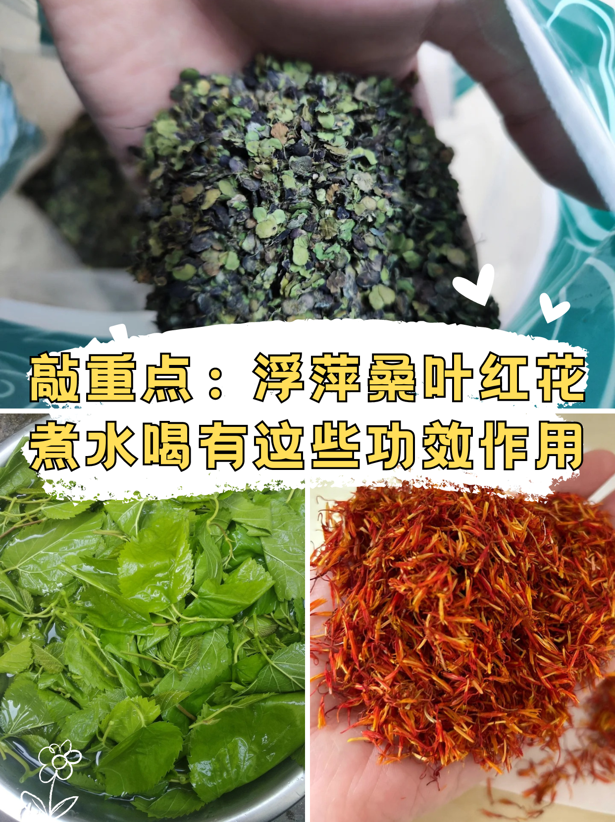 浮萍,桑叶,红花煮水喝功效与作用 浮萍,桑叶和红花,每一种都在中医药