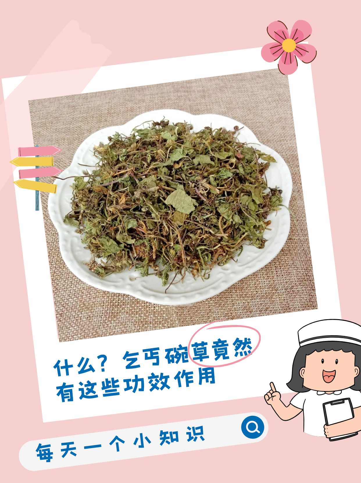 乞丐碗草,又名积雪草,是一种常见的中草药,常用于清热解毒,消肿止痛