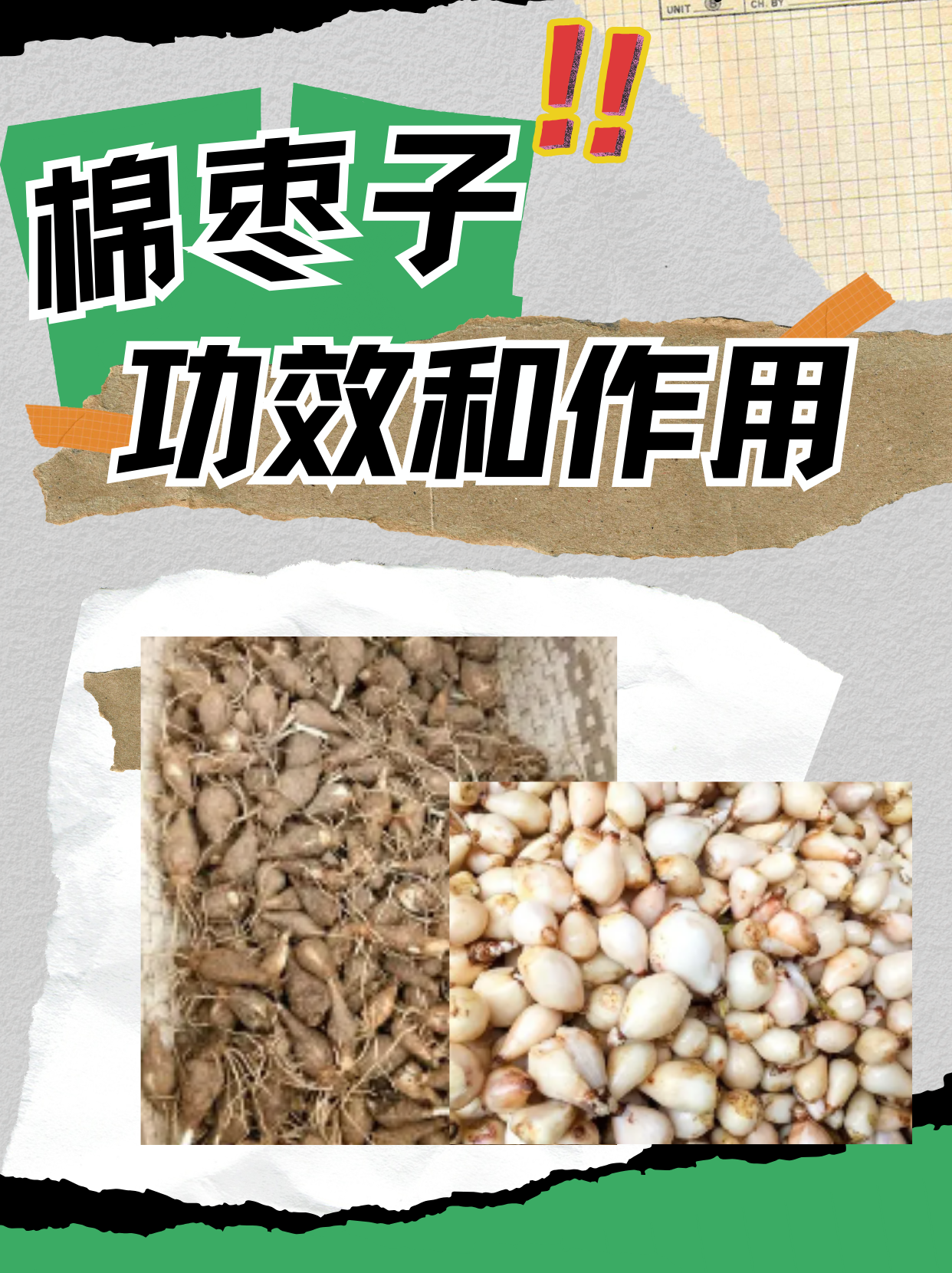 棉枣子的功效作用 对于许多关注健康和养生的人来说,棉枣子无疑是一个