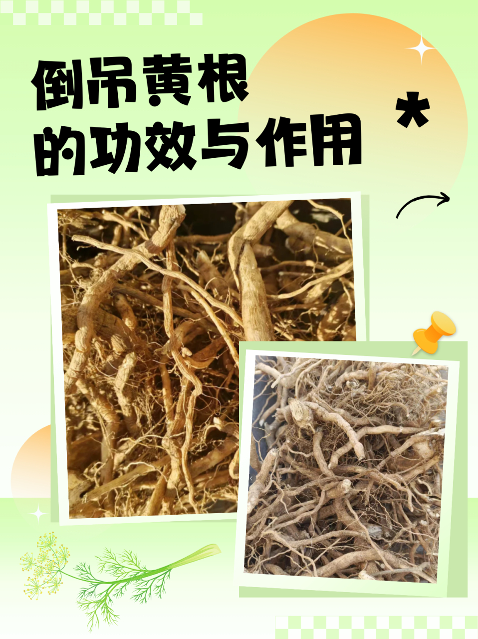 倒吊黄根的功效与作用 倒吊黄根,又称为黄芪,是一种常用的中药材,具有