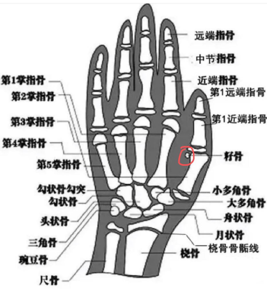 太阳骨的位置图解图片