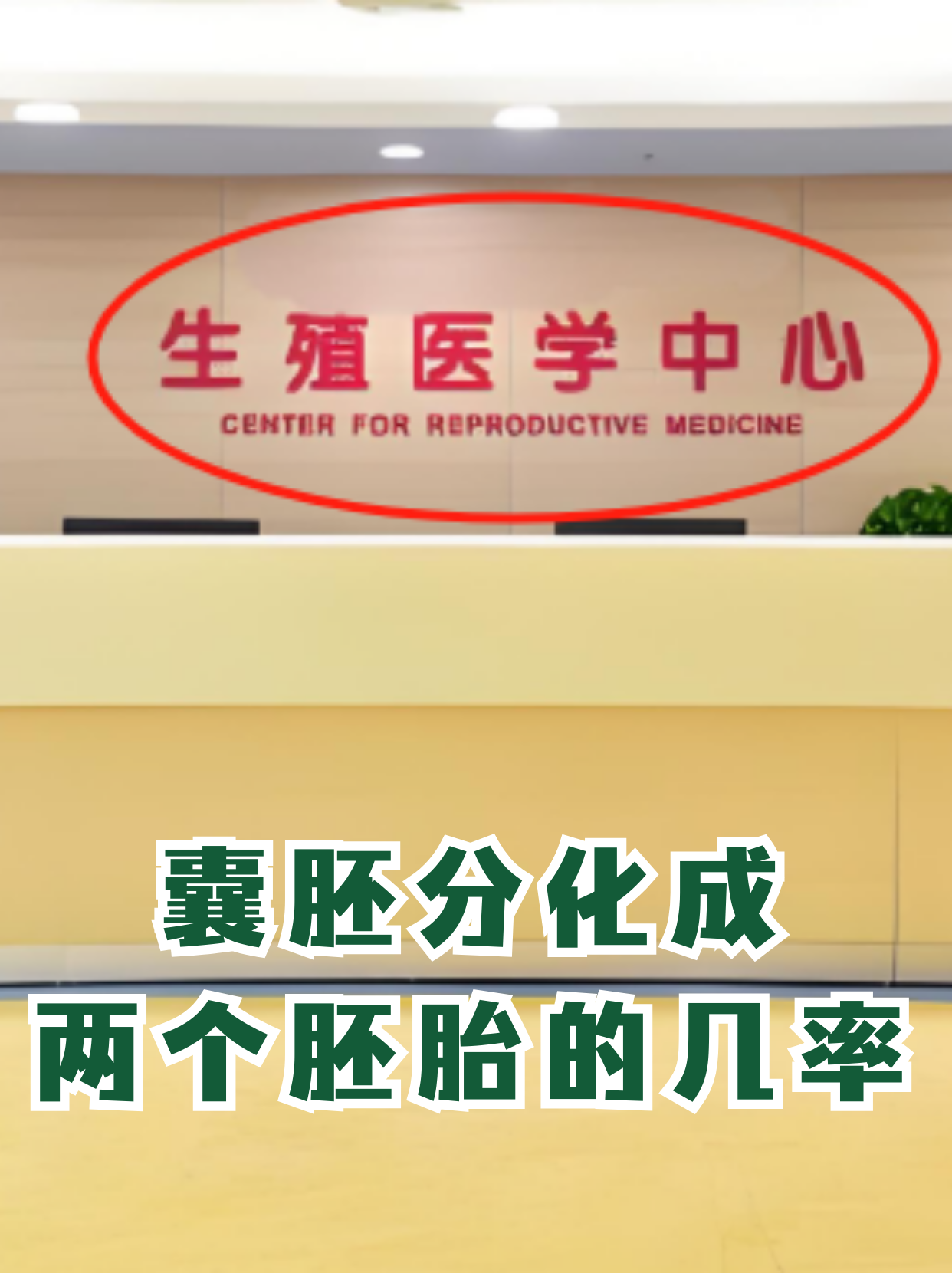 囊胚移植放1个好还是2个好_移植放一个囊胚成功率高还是放两个成功率高