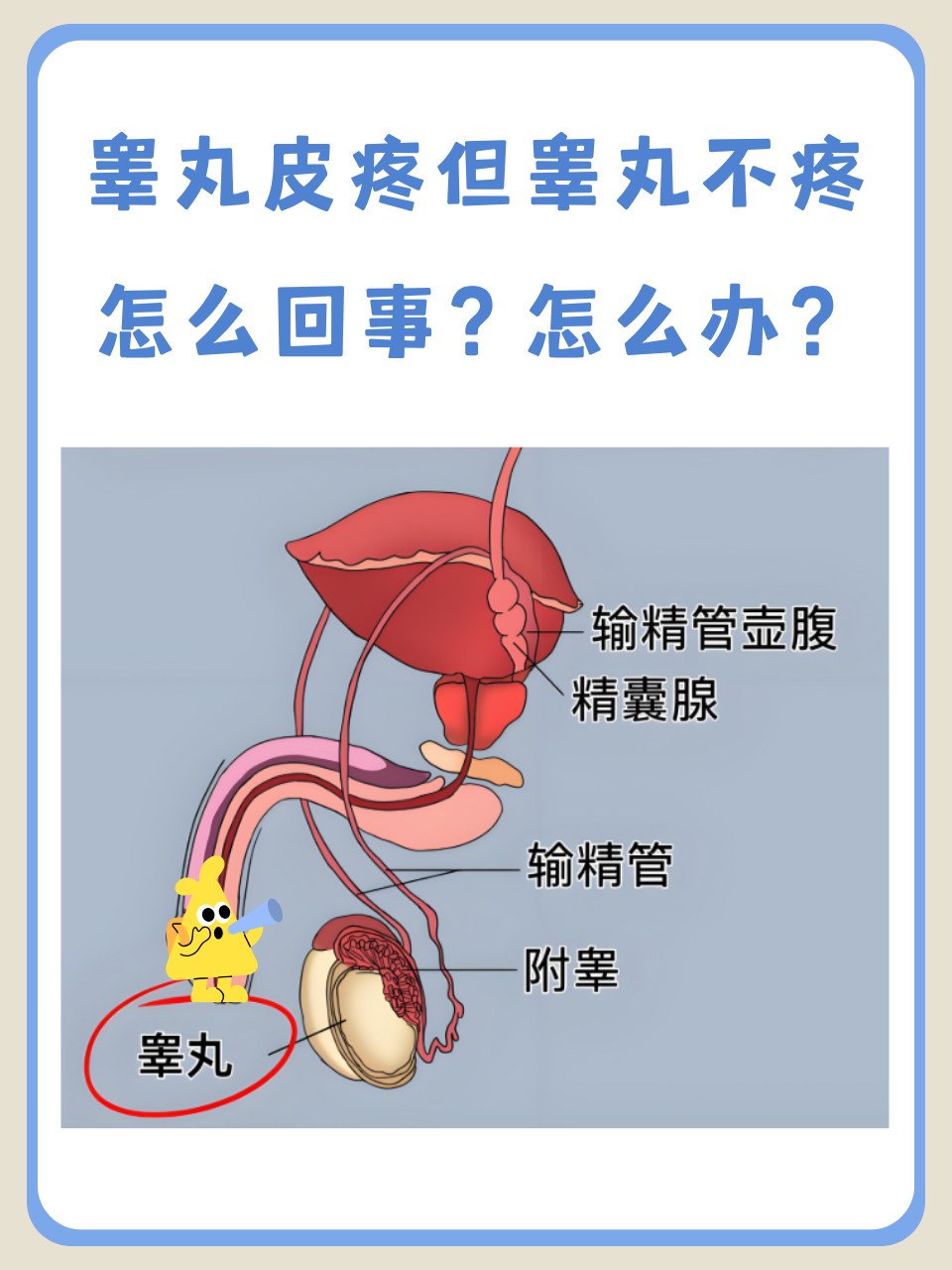 睾丸皮肤疼痛但睾丸本身不疼的情况,确实会让不少男性朋友感到困惑