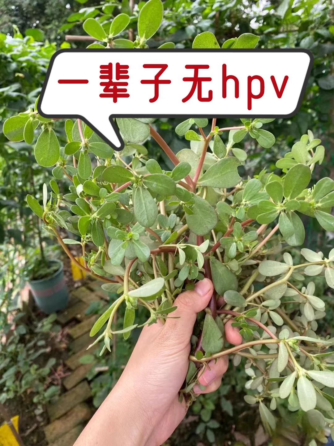 马齿苋的隐藏吃法被我解锁了