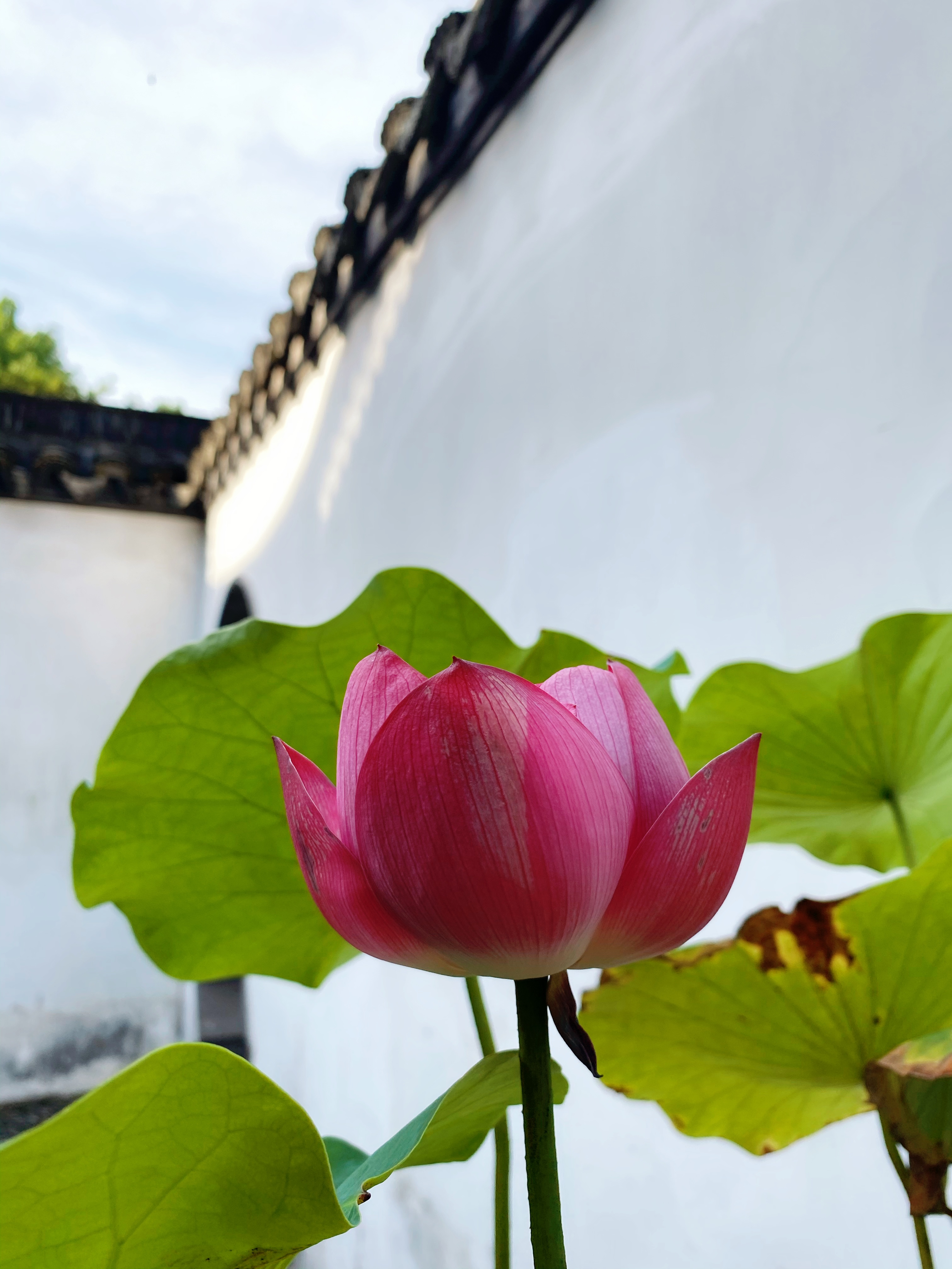 上海青浦曲水园,魔都里的"苏州园林",夏日赏荷好去处  [樱花] 曲水园