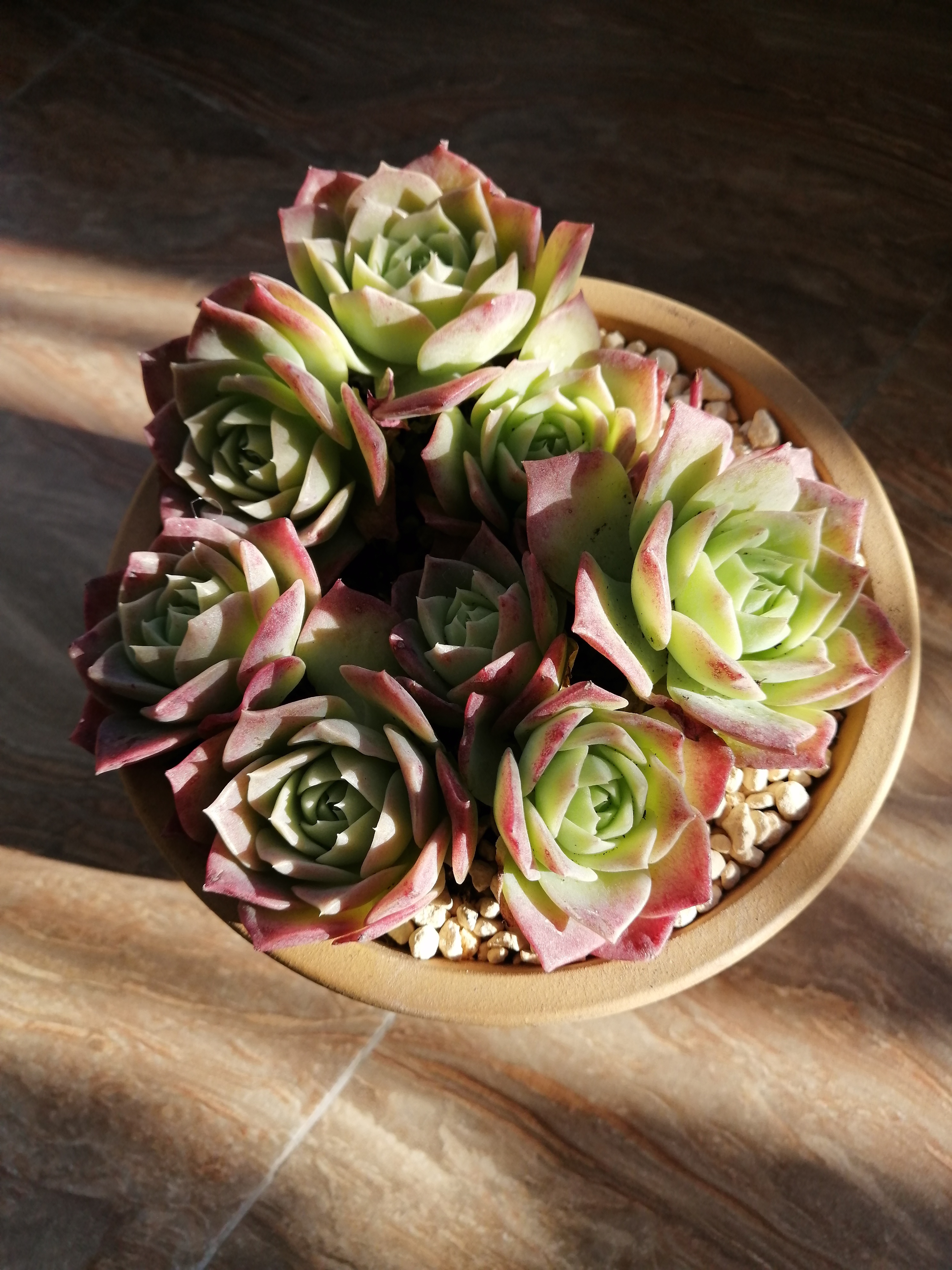 三月的多肉 已经把颜色堆上枝叶 在晨光里格外耀眼 已经有了春的盎然