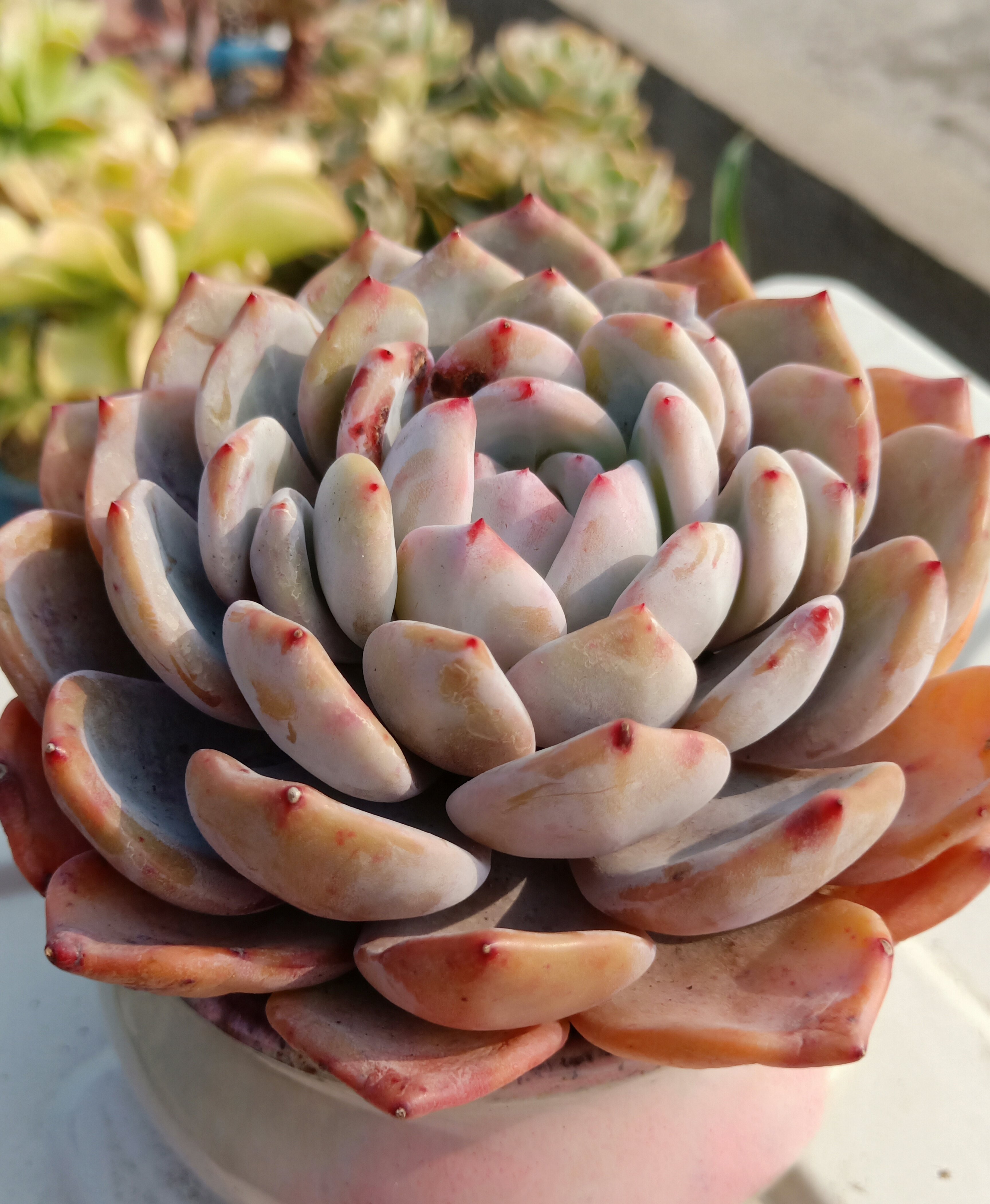 晨风略过 虽还有春天的清冽 但风里已都是春的喜悦 晨光熠熠 还带着几