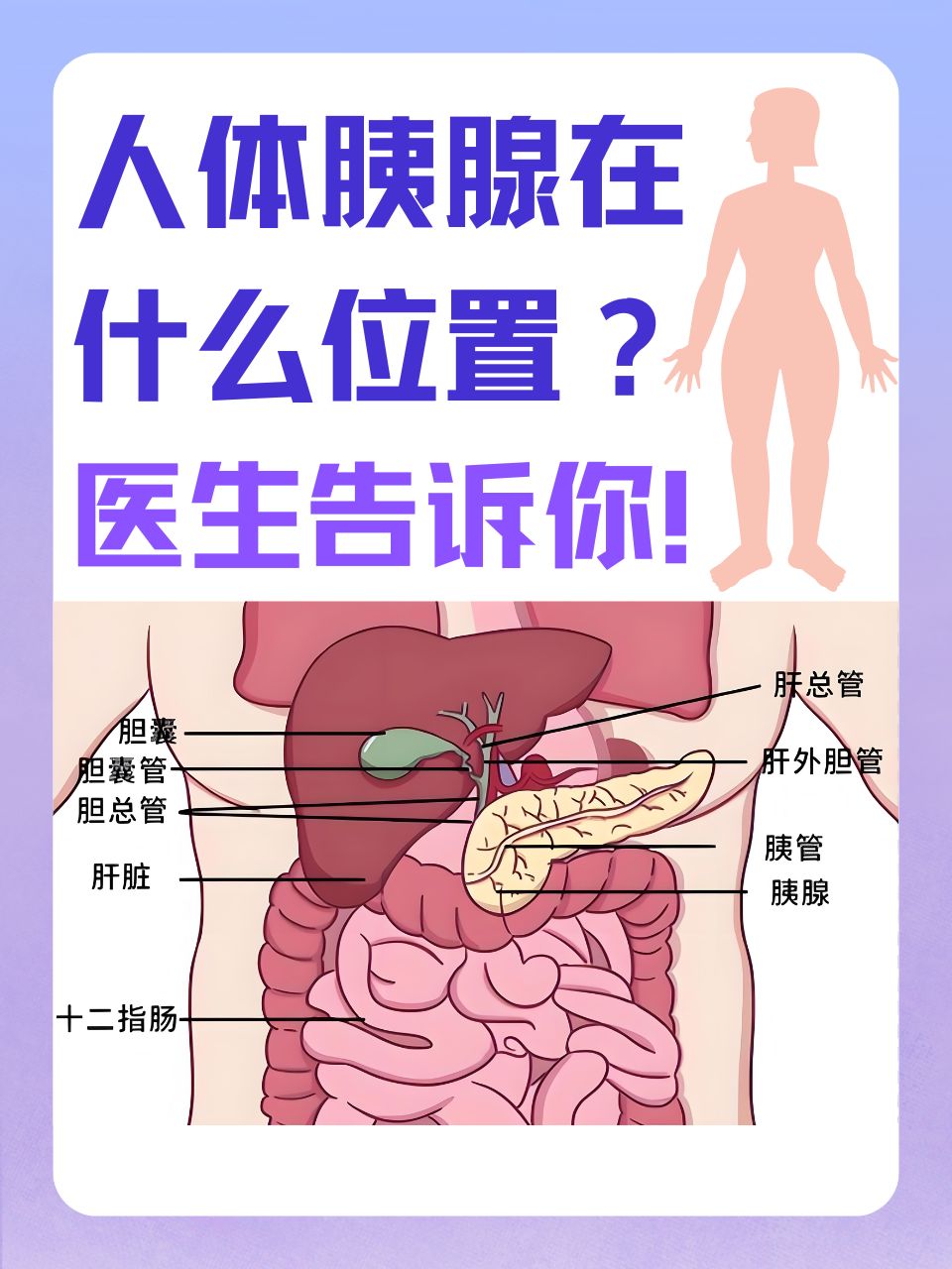 人体胰腺在什么位置?医生告诉你!