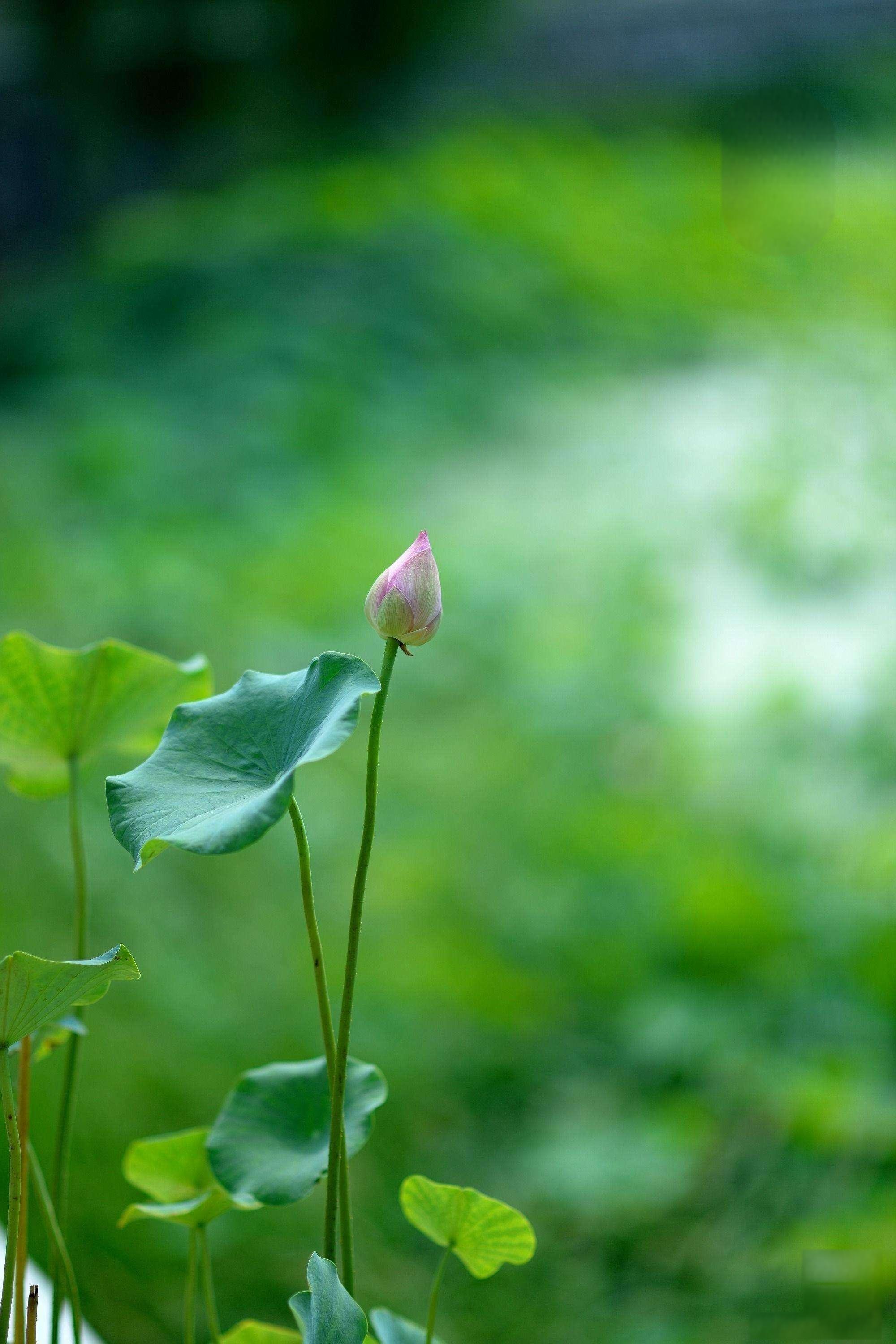 水面插图荷叶工,一湖盗版样相同