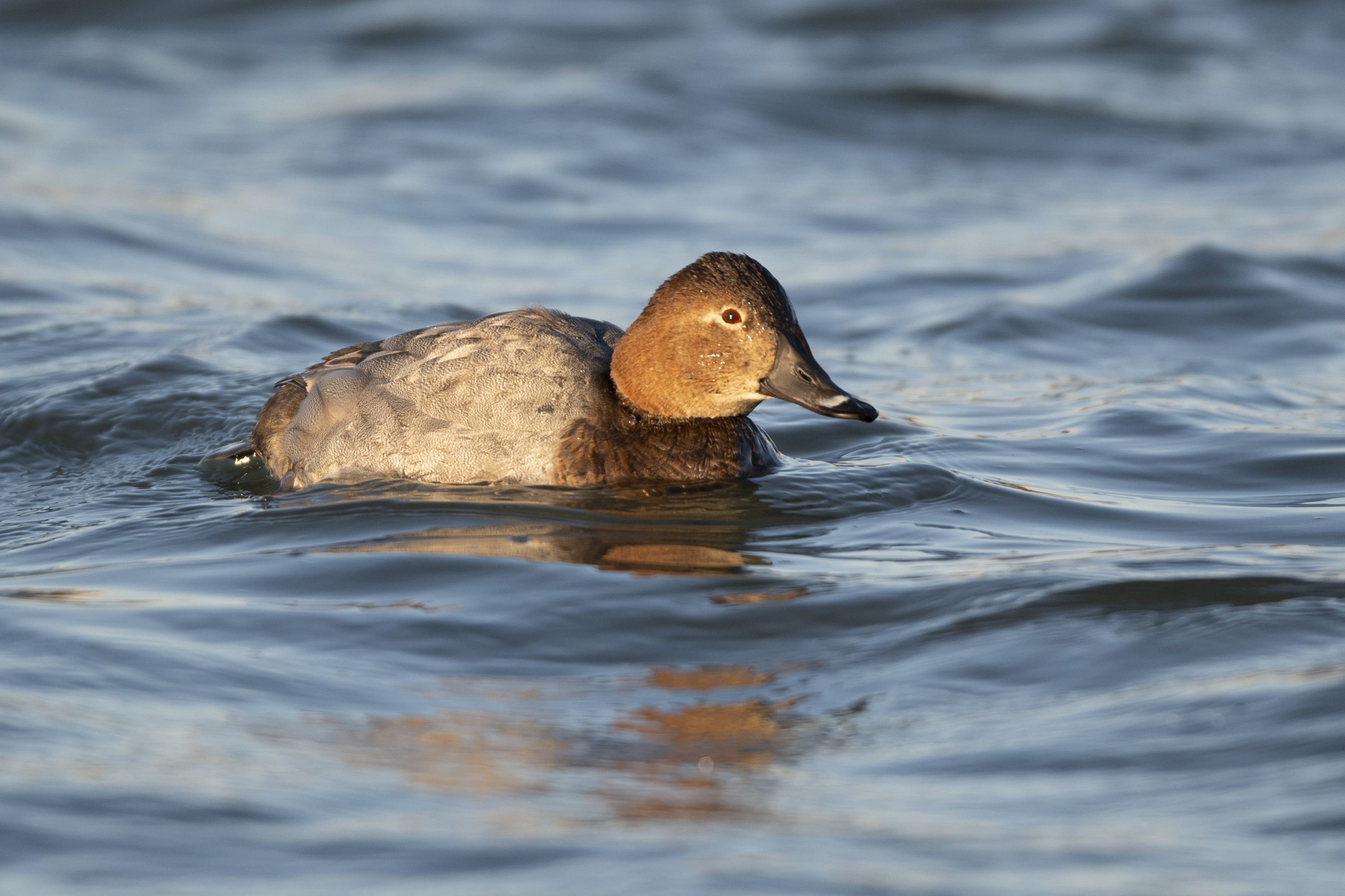 冬日时刻分享#红头潜鸭雌鸭,在那碧波荡漾的宛平湖上,宛如一抹温偷哪