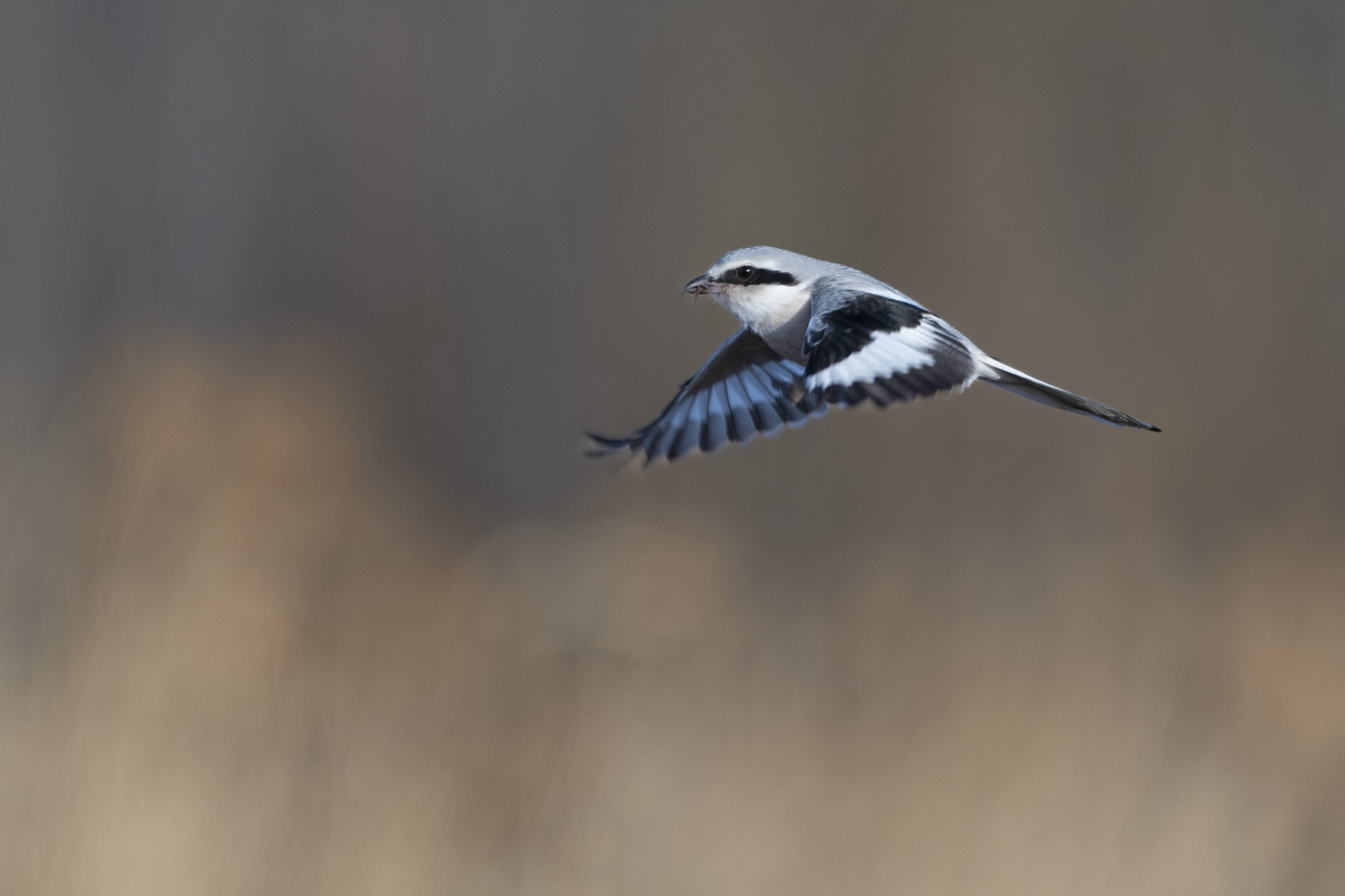 嘿小伙伴们,今天我要跟你们聊聊一个超级酷炫的空中霸主