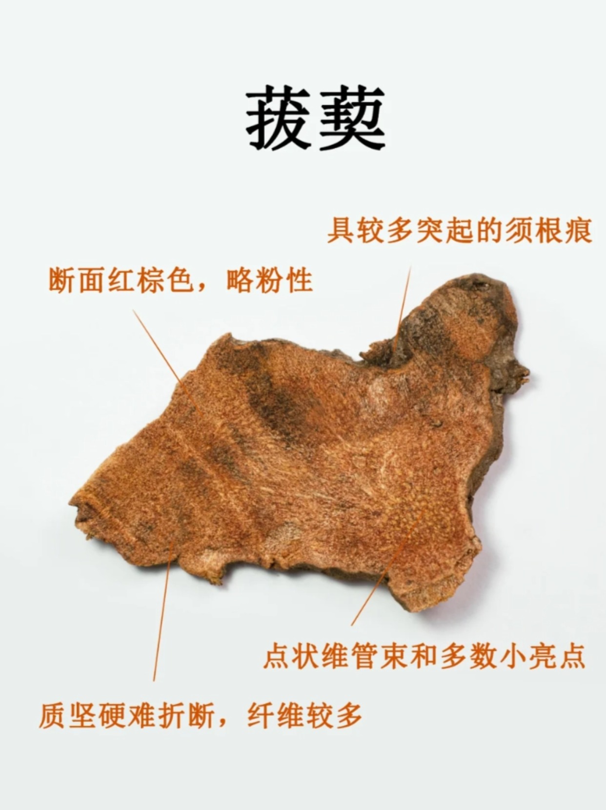 菝葜,又名土茯苓,山菖蒲,是一种中药材,具有丰富的