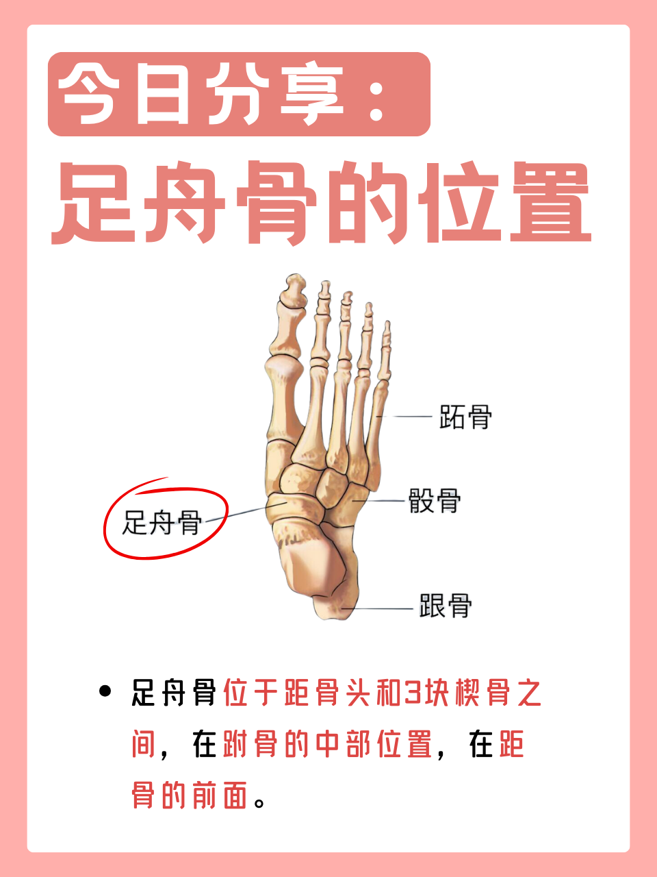 今日分享:足舟骨的位置  足舟骨是足部的一个骨骼结构,这一关节易因