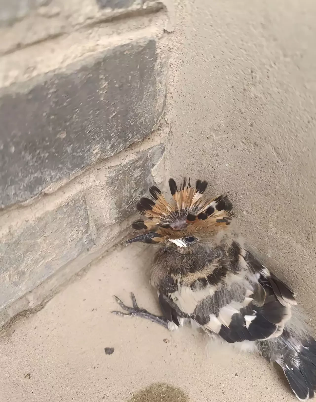 在安徽,有一名女子中午到柴房取柴烧饭,发现柴房的