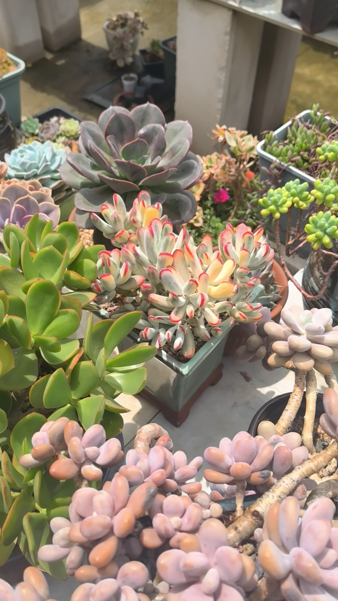 多肉棒叶福娘锦,美杏锦,鲁氏锦,皮氏锦,碧桃锦(疑似)跟伯克利锦,我