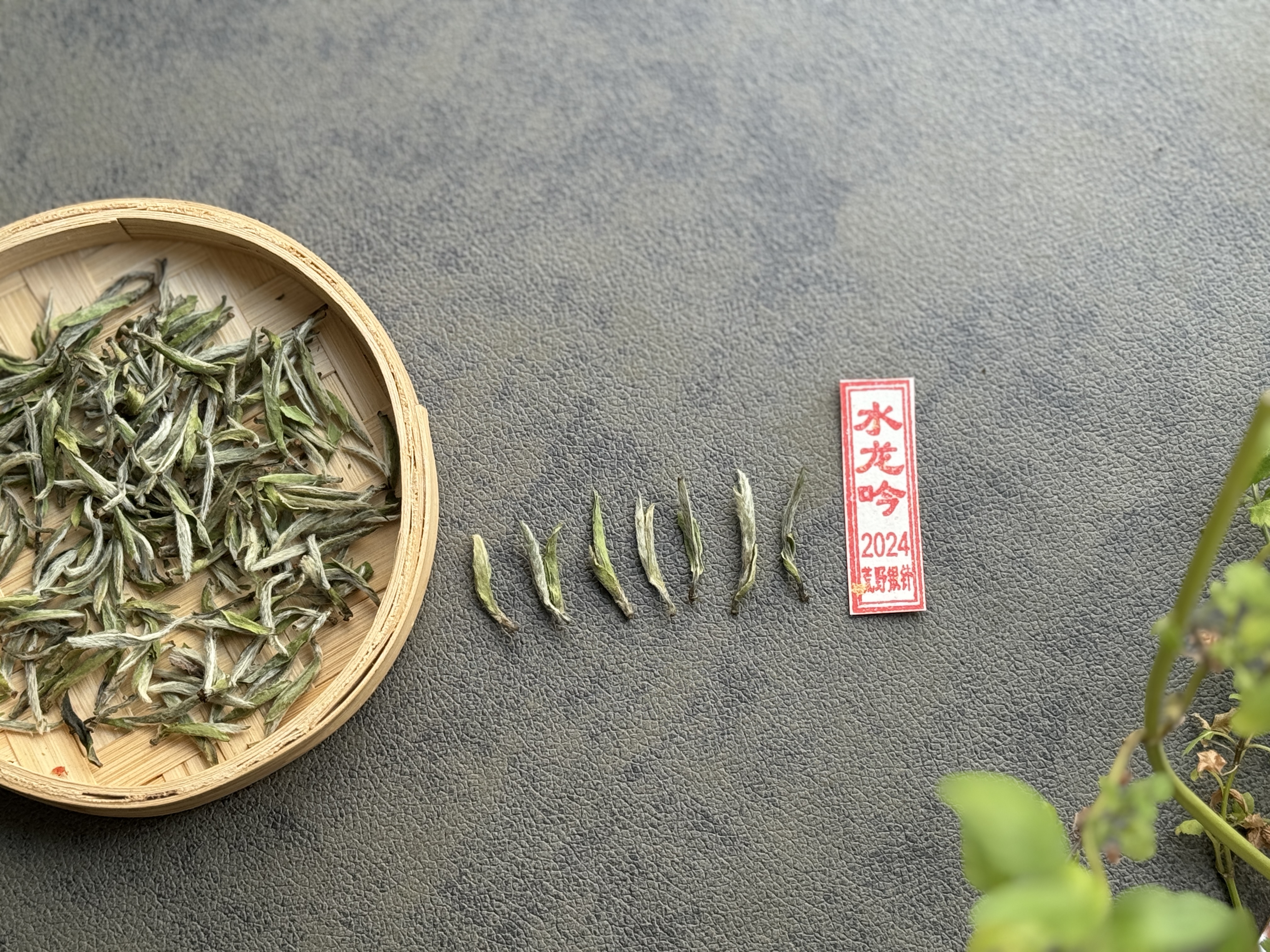 西湖的龙井绿茶,红茶的金骏眉,白茶的白毫银针…这些芽头茶,为什么