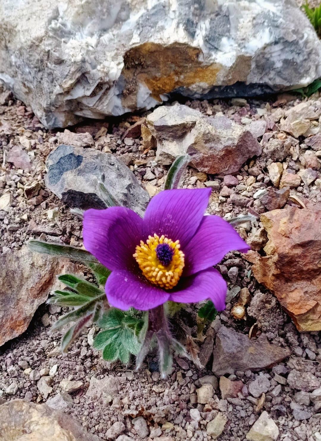 山坡上的野花可真漂亮.就像一群小精灵在那绽放光彩