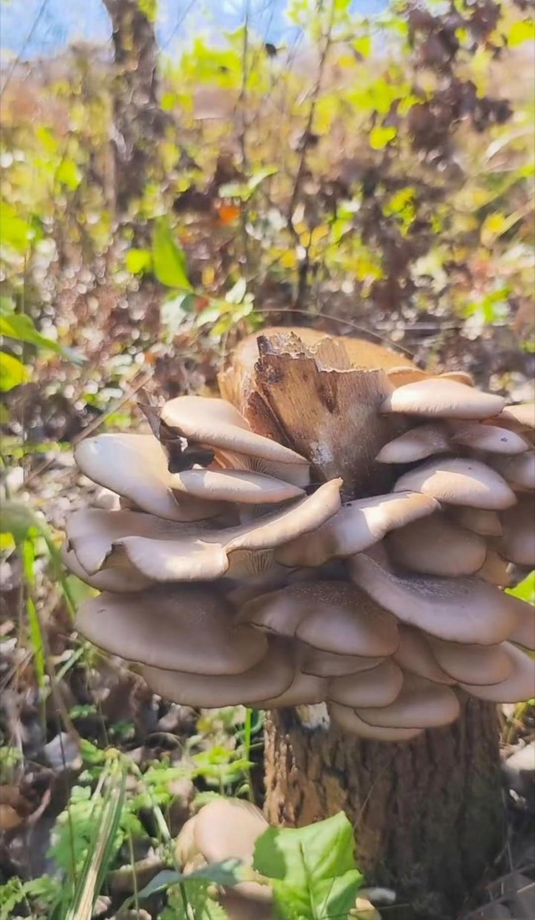 在那很粗的大树根的地方竟然意外地看到了一些蘑菇