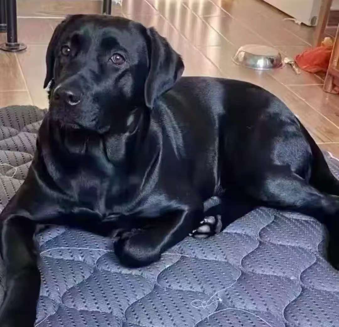 大黑狗黑狗黑元宝的图片大全大型黑犬品种及图片黑色的大狗黑色的大型