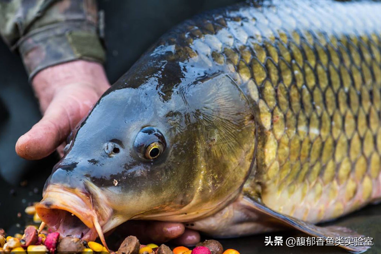 为什么鱼不咬钩的原因百科在线