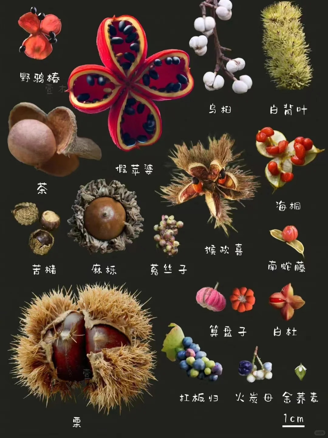 哪些果子会发声各种植物的种子和果壳带籽的水果图片野水果有哪些图片