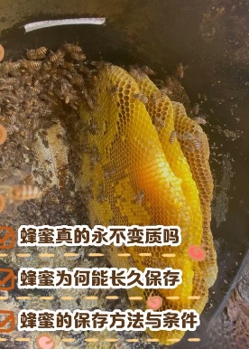 野生蜂蜜可以放多久不变质(野生蜂蜜可以存放冰箱多少久)