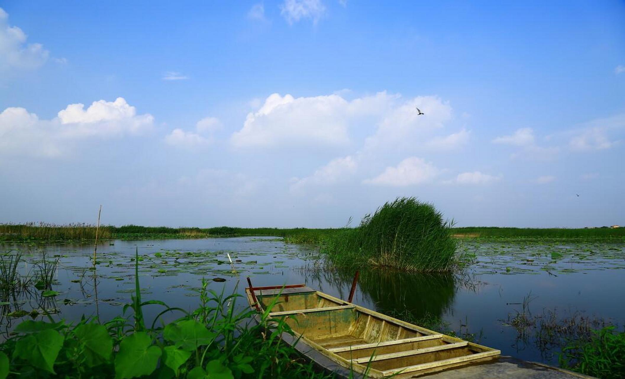 衡水湖夏天图片图片