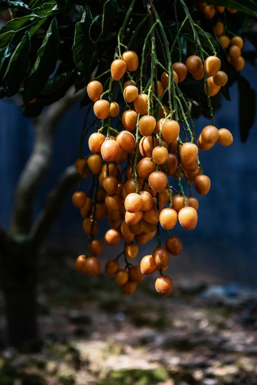 又到吃广东"正气果"黄皮的时候了～  黄皮是芸香科黄皮属植物,具有