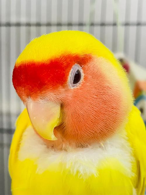 以下是一些让鹦鹉更快认主人的方法和注意事项: 鹦鹉认主的方法