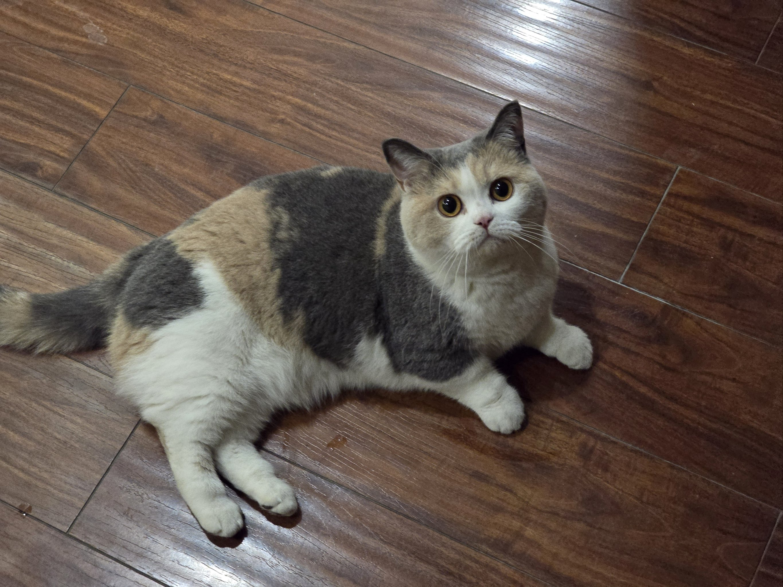 猫为什么脱毛