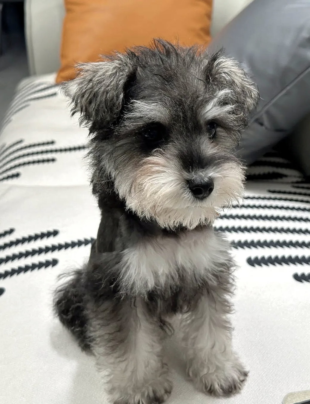 串串雪纳瑞是由不同品种混种而成,繁育过程简单,基因库更丰富,但