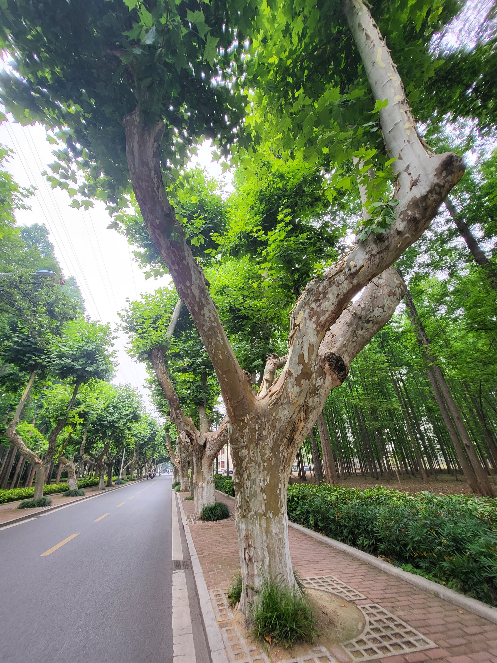 梧桐诉说