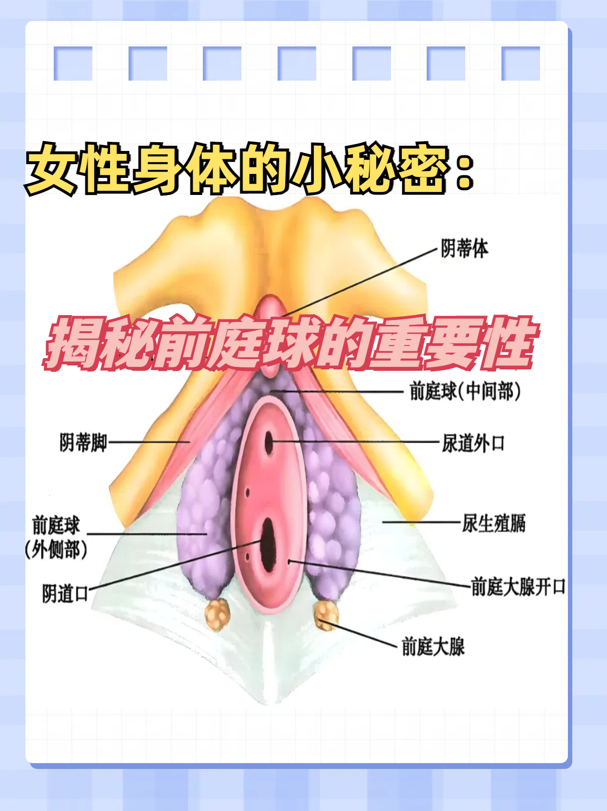 是一对由具有勃起性的静脉丛构成的海绵体样结构,与阴蒂和前庭大腺