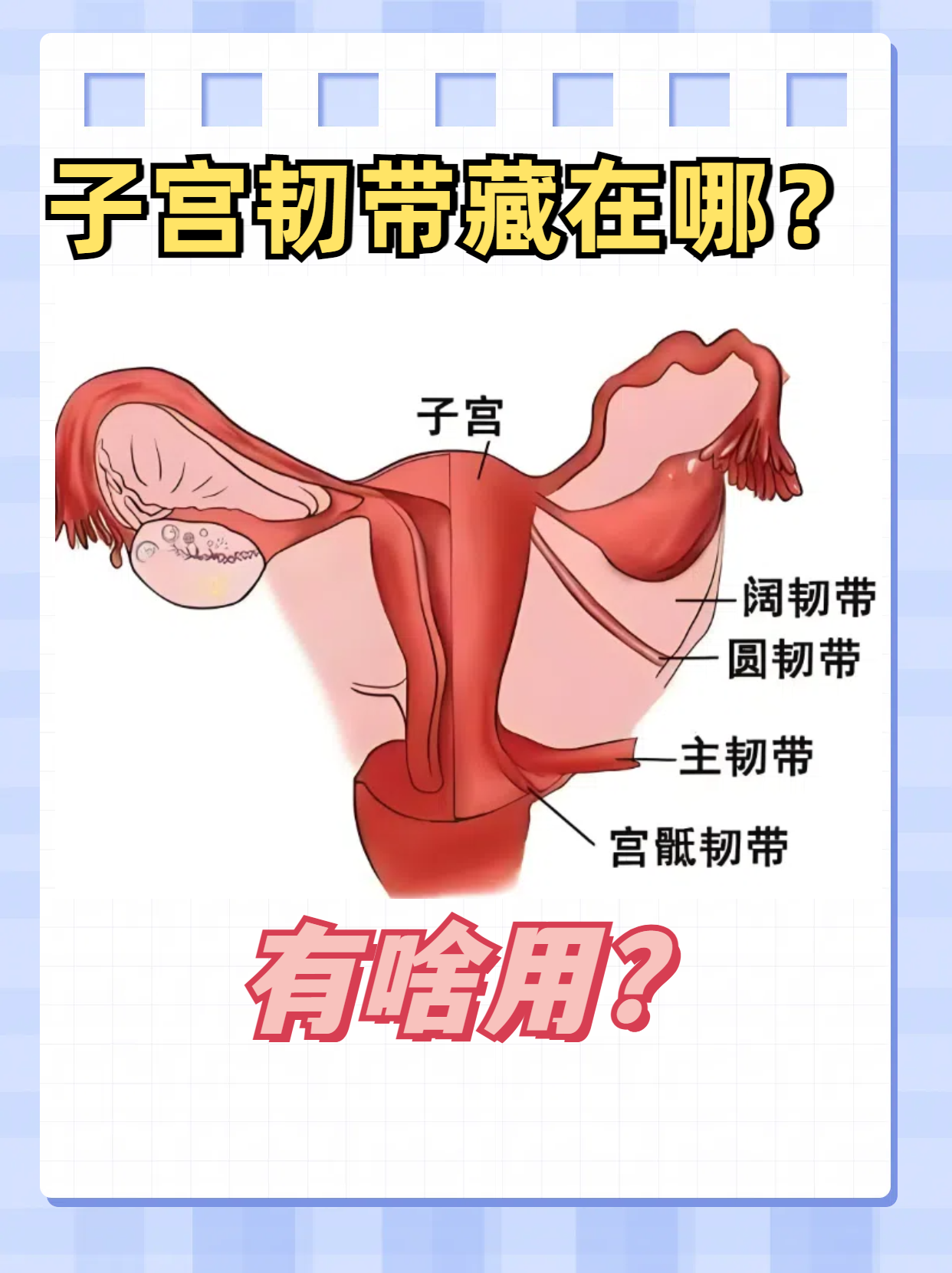 子宫韧带主要位于子宫的周围,主要包括子宫阔韧带,子宫圆韧带,子宫主