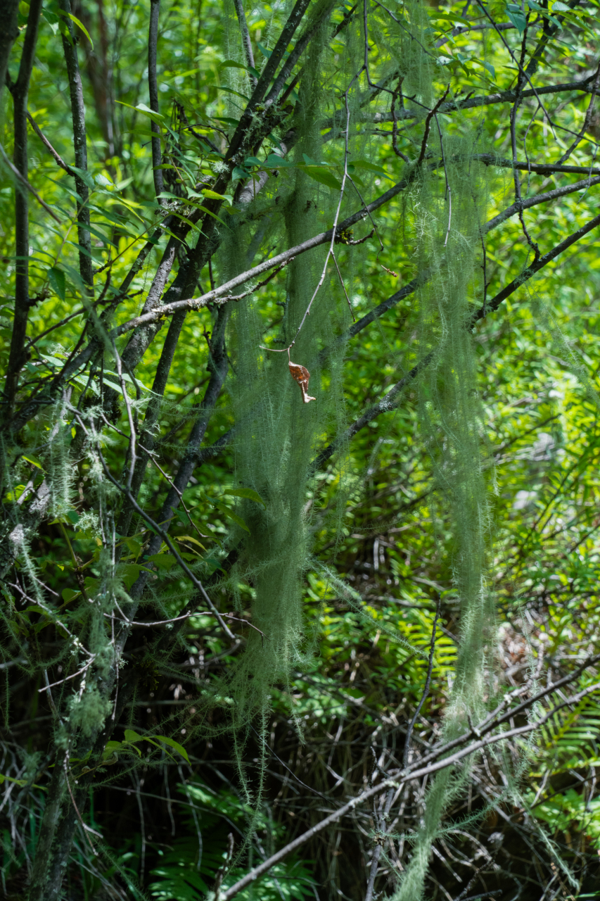 阿坝茂县松坪沟,天然的避暑胜地.