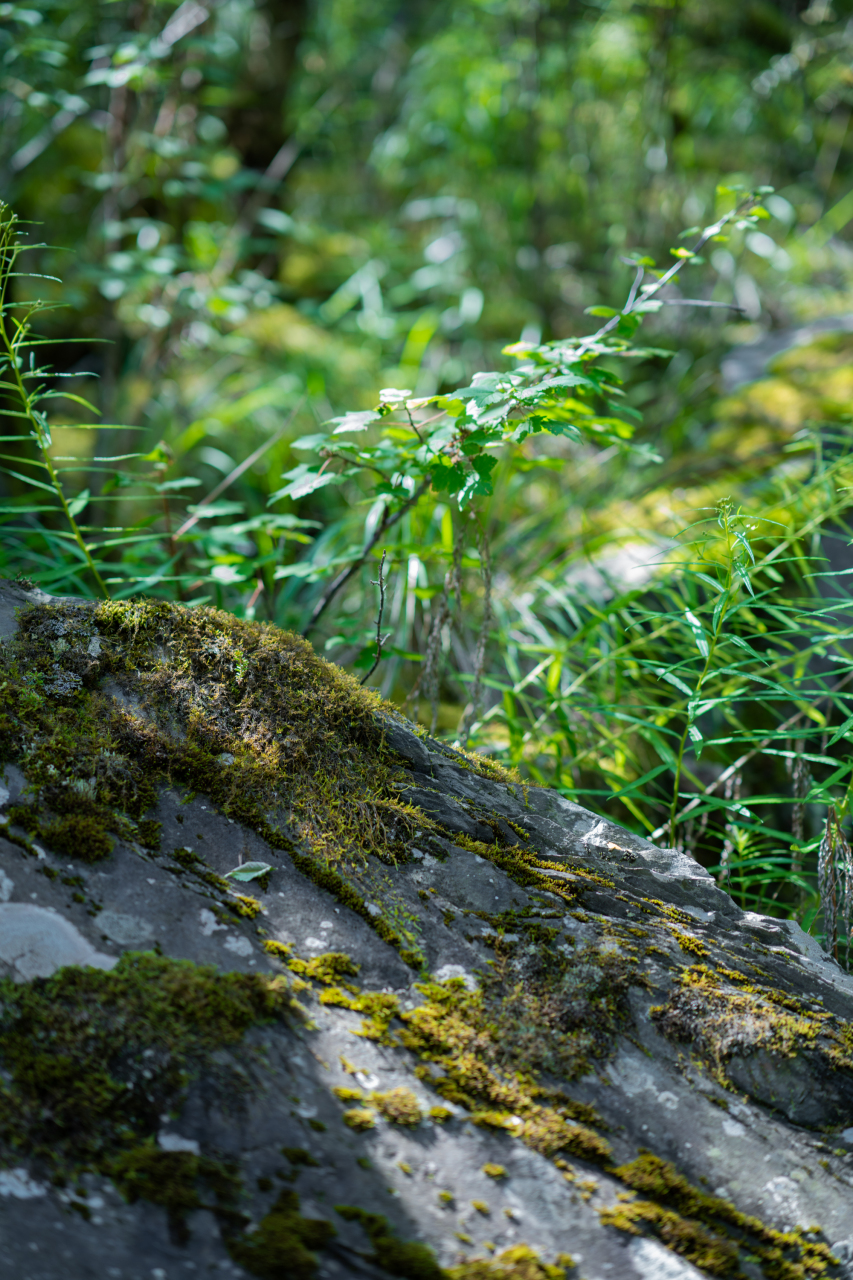 阿坝茂县松坪沟,天然的避暑胜地.
