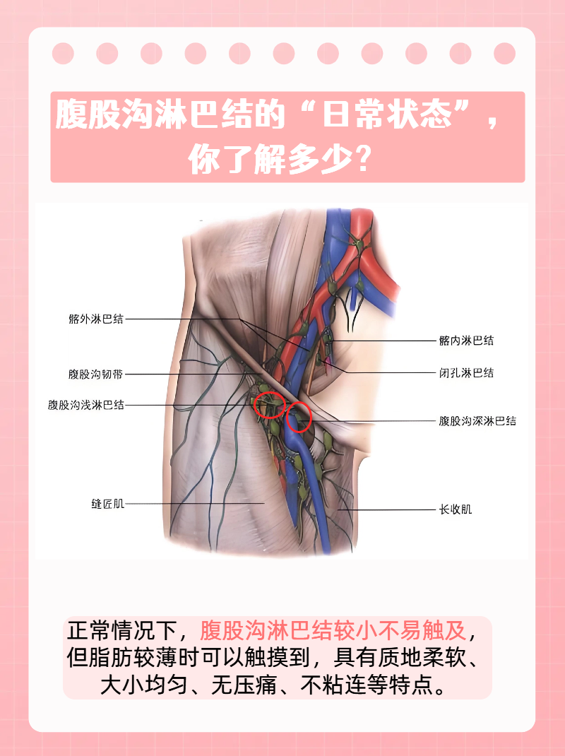 特别是那里的淋巴结,它们平时都在默默守护着我们的健康呢!