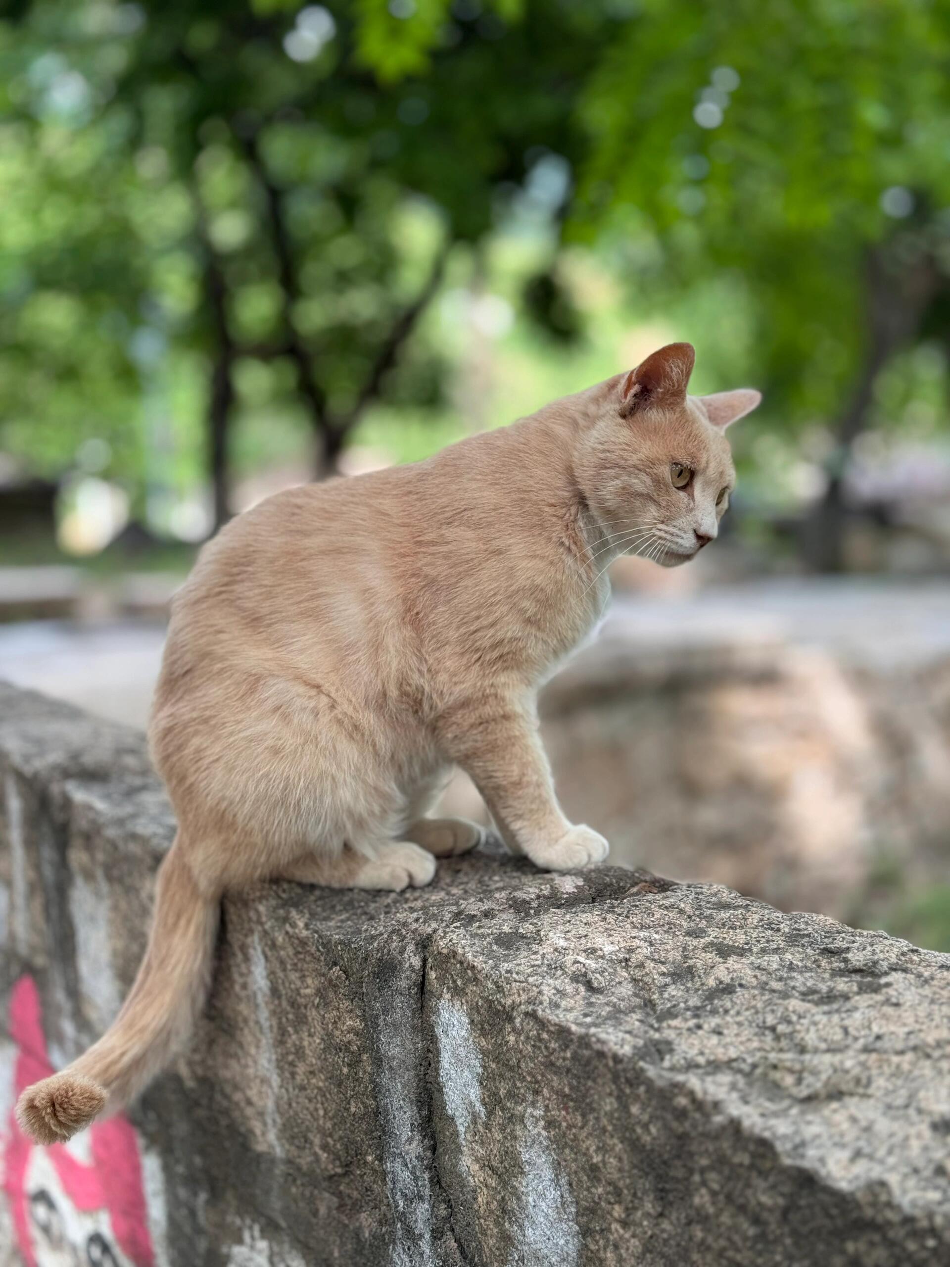 吉林北山小猫图片